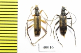 Pidonia amurensis  Russia, Far East - INSECTS-STORE.RU