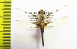 Odonata sp.  India, Meghalaya - INSECTS-STORE.RU