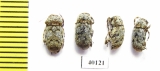 Anthribidae sp.  French Guiana - INSECTS-STORE.RU