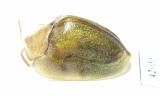 Chrysomelidae sp.  South Africa Rep. - INSECTS-STORE.RU