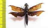 Odonata sp.  India, Assam - INSECTS-STORE.RU