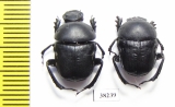 Gymnopleurus geoffroyi geoffroyi  Greece - INSECTS-STORE.RU