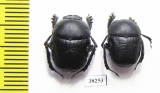 Gymnopleurus geoffroyi geoffroyi  Greece - INSECTS-STORE.RU
