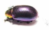 Chrysomelidae sp.  South Africa Rep. - INSECTS-STORE.RU