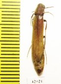 Lymexylidae sp.  South Africa Rep. - INSECTS-STORE.RU