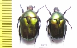 Protaetia cuprea cuprea  Greece - INSECTS-STORE.RU