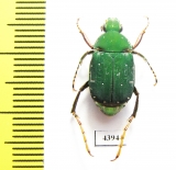 Tibiotrichius miwai  Taiwan - INSECTS-STORE.RU