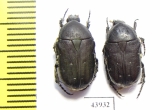 Gametis forticula formosana, pair  Taiwan - INSECTS-STORE.RU