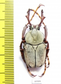 Dicronocephalus wallichi bourgoini  Taiwan - INSECTS-STORE.RU
