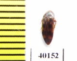Orchesia ? undulata  Iran, Mazandaran prov. - INSECTS-STORE.RU