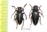 Dorcadion lineatocolle, pair  Macedonia - INSECTS-STORE.RU