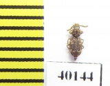 Corticus celtis  Italy - INSECTS-STORE.RU