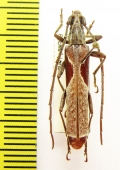 Uracanthus ? triangularis  Australia - INSECTS-STORE.RU