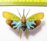 Saiva transversolineata  Indonesia, Kalimantan - INSECTS-STORE.RU