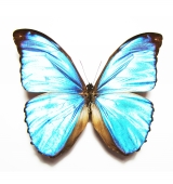 Nymphalidae - INSECTS-STORE.RU