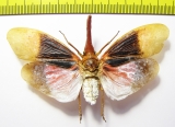 Pyrops sultani  Indonesia, Kalimantan - INSECTS-STORE.RU