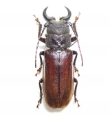 Cerambycidae - INSECTS-STORE.RU