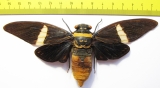 Tosena depicta  Indonesia, Sumatra 150mm - INSECTS-STORE.RU