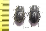Aclypea undata verrucosa, pair  Iran, Gilan prov. - INSECTS-STORE.RU