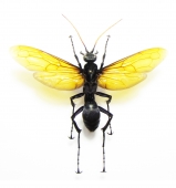 Vespidae and other - INSECTS-STORE.RU