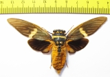 Tosena melanoptera  Indonesia, Java - INSECTS-STORE.RU