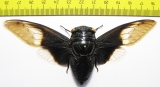 Cryptotympana aquila  Thailand  120mm - INSECTS-STORE.RU