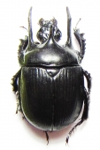 Geotrupidae - INSECTS-STORE.RU
