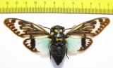 Tosena splendida  Thailand - INSECTS-STORE.RU