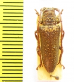Rhytiphora decipiens  Australia - INSECTS-STORE.RU