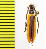 Stenoderus suturalis  Australia - INSECTS-STORE.RU