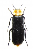 Melandryidae, Tetratomidae - INSECTS-STORE.RU