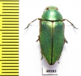 Perotis xerxes malachiticus  Turkey - INSECTS-STORE.RU