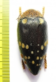Sternocera castanea boucardii  Tanzania 45mm - INSECTS-STORE.RU