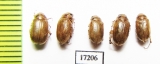 Leucoserica arenicola  Uzbekistan - INSECTS-STORE.RU