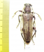 Cerambycidae sp.  South Africa Rep. - INSECTS-STORE.RU