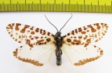 Trichoptera sp.  Russia, Tuva reg. - INSECTS-STORE.RU