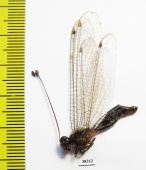 Ascalaphidae sp.  Malaysia - INSECTS-STORE.RU