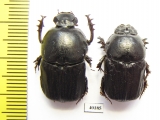Chironitis sterculius, pair  Kazakhstan - INSECTS-STORE.RU