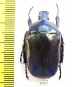Torynorrhina flammea  Thailand - INSECTS-STORE.RU