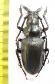 Dorysthenes walkeri  Thailand - INSECTS-STORE.RU