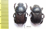 Cheironitis furcifer, pair  Albania - INSECTS-STORE.RU