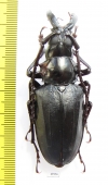 Dorysthenes walkeri  Thailand - INSECTS-STORE.RU