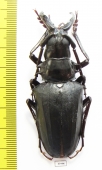 Dorysthenes walkeri  Thailand - INSECTS-STORE.RU