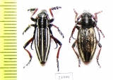 Dorcadion suvorovi taldykurganum, pair  Kazakhstan - INSECTS-STORE.RU