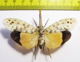 Pyrops astarte  Thailand - INSECTS-STORE.RU
