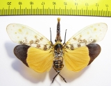 Pyrops astarte  Thailand - INSECTS-STORE.RU