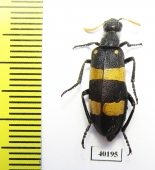 Hycleus duplicatus  Saudi Arabia - INSECTS-STORE.RU