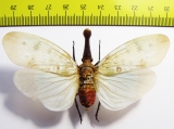 Pyrops clavata  Thailand 84mm - INSECTS-STORE.RU