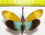 Pyrops pyrorhynchus  Thailand - INSECTS-STORE.RU