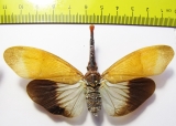 Pyrops pyrorhynchus  Thailand - INSECTS-STORE.RU